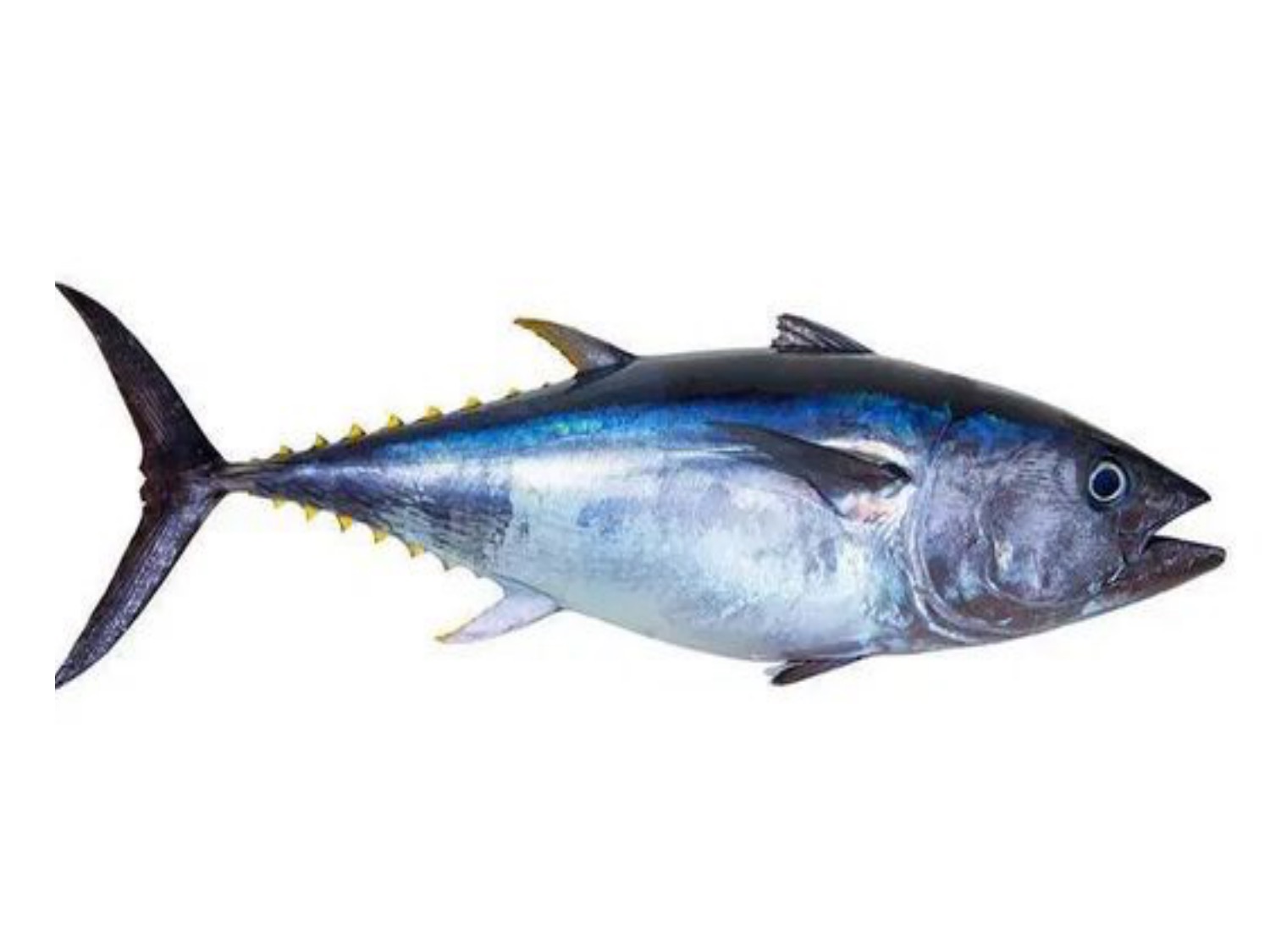 蓝鳍金枪鱼/Bluefin Tuna